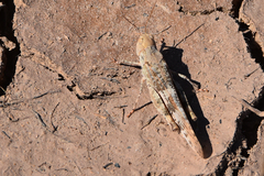 Trimerotropis salina