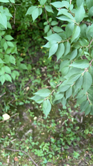 Lonicera maackii