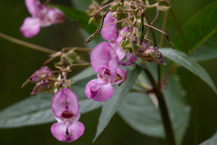 Impatiens glandulifera