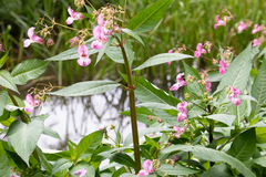 Impatiens glandulifera