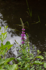 Lythrum salicaria