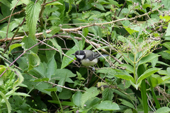 Parus major