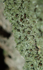 Chaenotheca phaeocephala