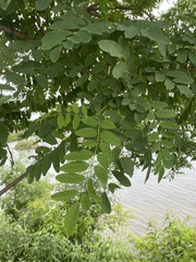 Robinia pseudoacacia