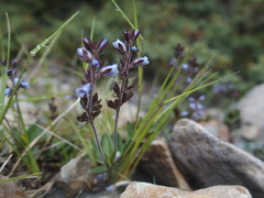 Veronica morrisonicola