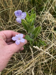 Ruellia humilis