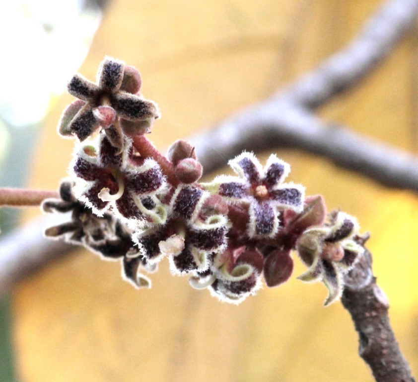 Sterculia guttata (Sterculia guttata)