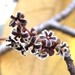 Sterculia guttata - Photo (c) satish nikam,  זכויות יוצרים חלקיות (CC BY-NC-SA), הועלה על ידי satish nikam