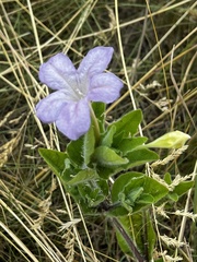 Ruellia humilis
