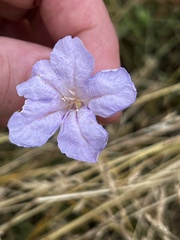 Ruellia humilis