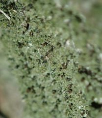 Chaenotheca phaeocephala