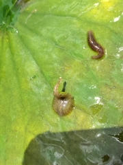 Glossiphonia complanata