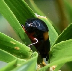 Cosmoscarta abdominalis
