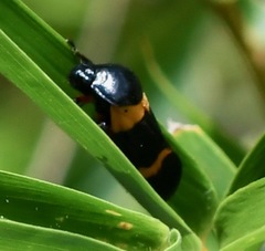 Cosmoscarta abdominalis