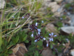 Veronica morrisonicola