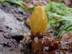 Halosaccion glandiforme
