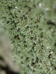 Chaenotheca phaeocephala