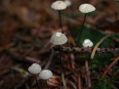 Marasmius wettsteinii