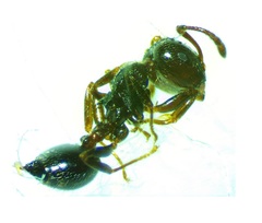 Crematogaster ashmeadi