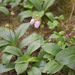 Pink Lady's Slipper - Photo (c) arethusa, some rights reserved (CC BY-NC), uploaded by arethusa