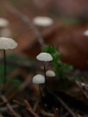 Marasmius wettsteinii