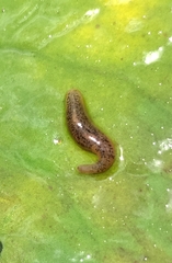 Erpobdella octoculata