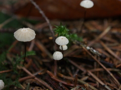 Marasmius wettsteinii