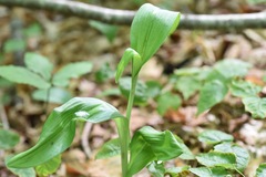 Platanthera grandiflora