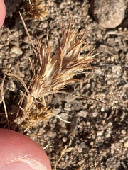 Eriastrum filifolium