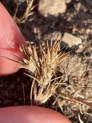 Eriastrum filifolium