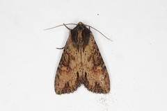 Apamea lignicolora