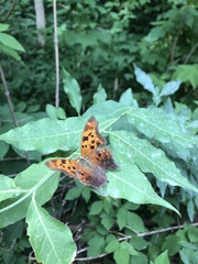 Polygonia interrogationis