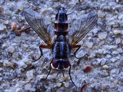 Mintho rufiventris