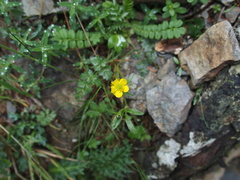 Ranunculus junipericola