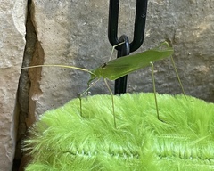 Acrometopa macropoda