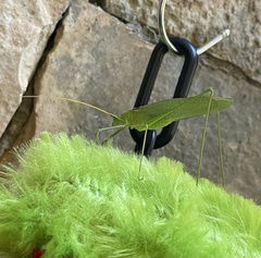 Acrometopa macropoda