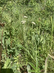 Antennaria anaphaloides