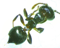 Crematogaster ashmeadi