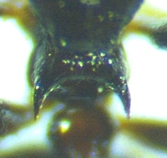 Crematogaster ashmeadi