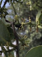 Struthanthus interruptus