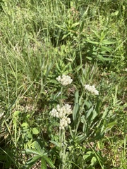 Antennaria anaphaloides