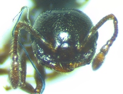 Crematogaster ashmeadi