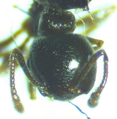 Crematogaster ashmeadi