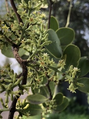 Struthanthus interruptus