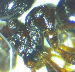 Crematogaster ashmeadi