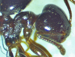 Crematogaster ashmeadi