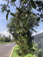 Struthanthus interruptus