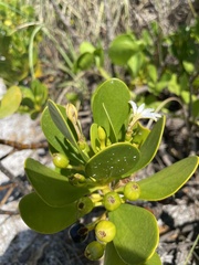 Scaevola plumieri