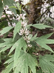 Leonurus cardiaca