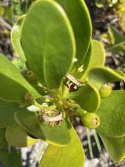 Scaevola plumieri